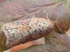 Acleris affinatana