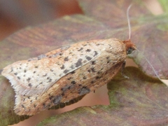Acleris affinatana