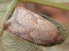 Acleris affinatana