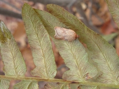 Acleris affinatana