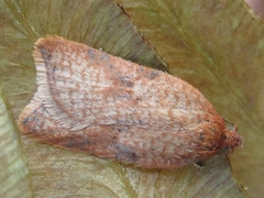 Acleris affinatana