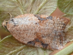 Acleris affinatana