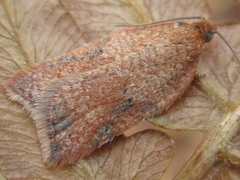 Acleris affinatana