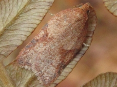 Acleris affinatana