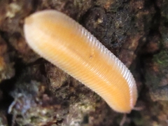 Polyzoniida