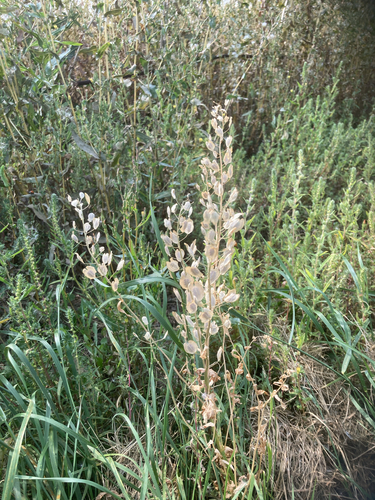 field penny-cress