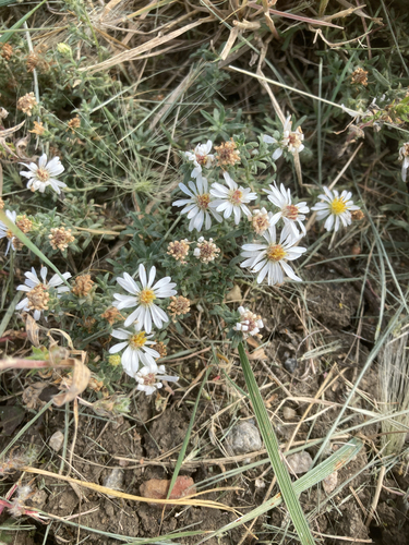 white prairie aster