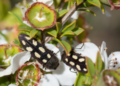Castiarina parallela