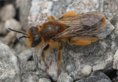 Leioproctus fulvescens