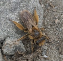 Leioproctus fulvescens