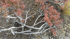 Dracophyllum recurvum