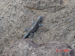 Urosaurus auriculatus
