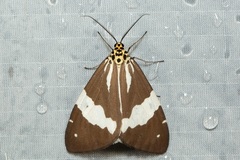 Utetheisa abraxoides