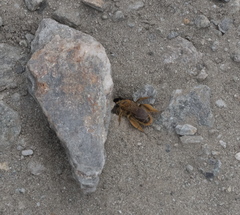 Leioproctus fulvescens