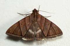 Artena inversa
