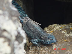 Urosaurus auriculatus