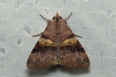 Avatha discolor
