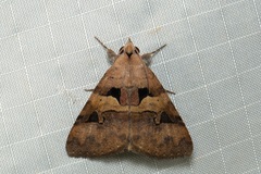 Avatha discolor