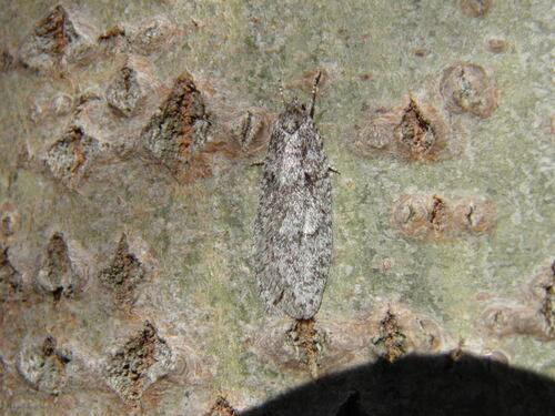 Palšasis semioskopis