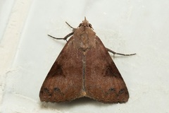 Avatha discolor
