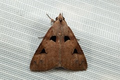 Avatha discolor