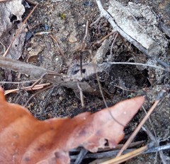 Bidentolophus bidens
