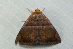 Buzara onelia