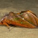 Eudocima aurantia - Photo (c) dhfischer, algunos derechos reservados (CC BY-NC), uploaded by dhfischer