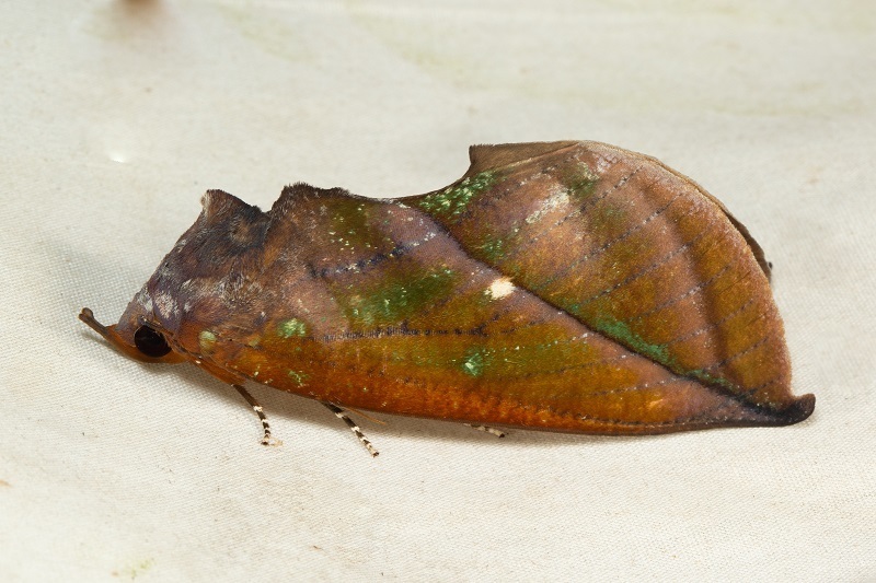 Eudocima aurantia