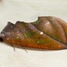 Eudocima aurantia - Photo (c) dhfischer, algunos derechos reservados (CC BY-NC), subido por dhfischer