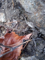 Bidentolophus bidens
