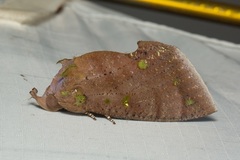 Eudocima discrepans