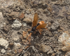 Cryptocheilus australis