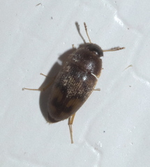 Litargus vestitus