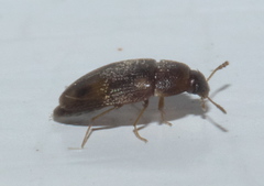 Litargus vestitus