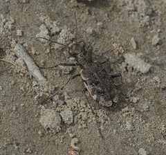 Neocicindela garnerae