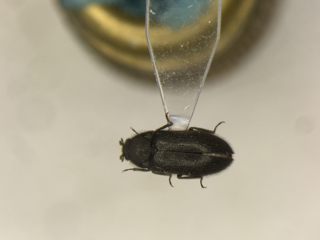 Cobblestone long-toed water beetle