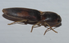 Conoderus posticus