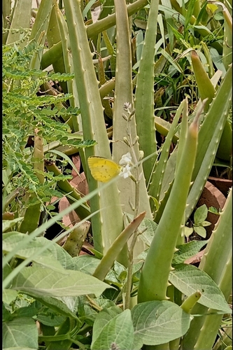 Common Grass Yellow