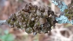 Tuckermanopsis sepincola