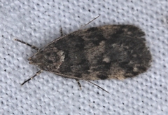 Barea subviridella