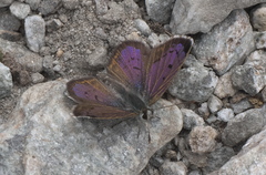 Lycaena caerulea