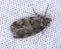 Barea subviridella