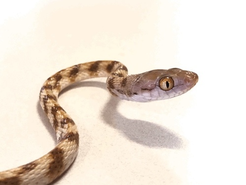 Brown Tree Snake sighting