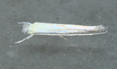 Stegommata sulfuratella