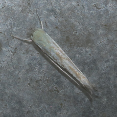 Stegommata sulfuratella