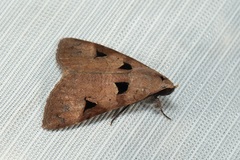Avatha discolor
