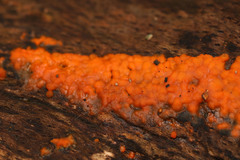 Tulasnella aurantiaca