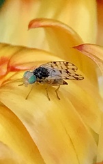 Austrotephritis pelia