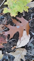 Quercus rubra
